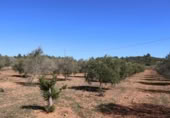 Terreny no urbanitzable en venda a la España, la Vall d'Alba, ref.: TR237231 foto