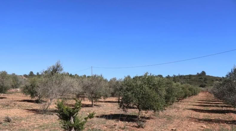 Castellon - Vall d'Alba - 12283m2