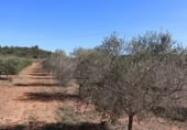 Terreny no urbanitzable en venda a la España, la Vall d'Alba, ref.: TR237231 foto