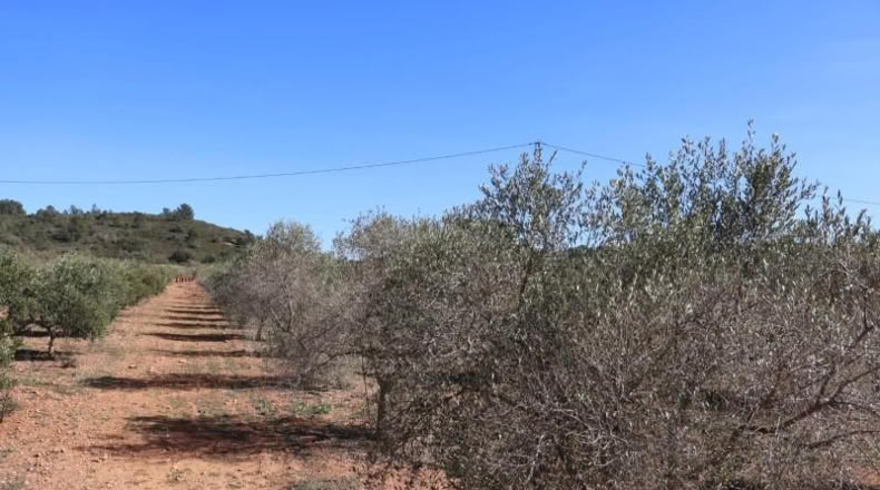 Castellon - Vall d'Alba - 12283m2