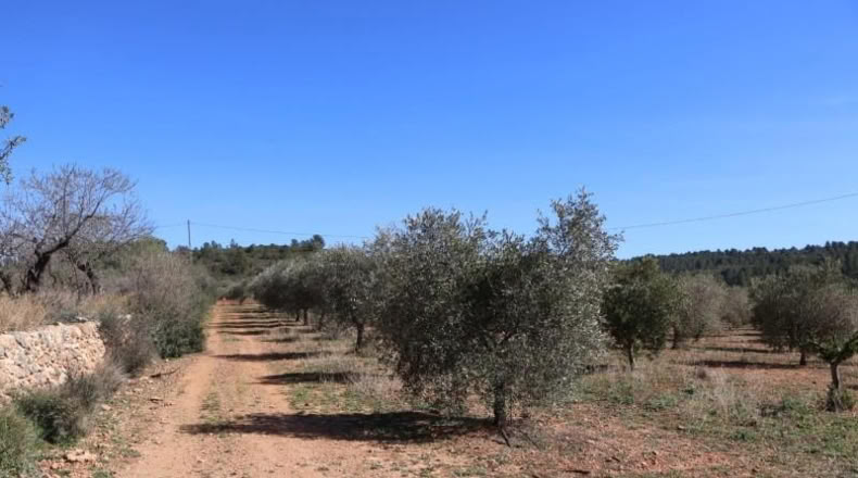 Castellon - Vall d'Alba - 12283m2