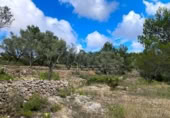 Terreny no urbanitzable en venda a la España, el Perelló, ref.: TR123089 foto