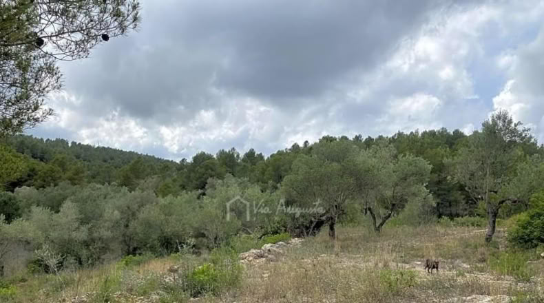 Tarragona - el Perelló - 9624m2