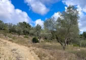 Terreny no urbanitzable en venda a la España, el Perelló, ref.: TR123089 foto