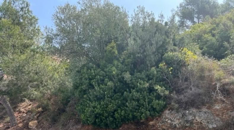 Tarragona - Calafell - 706m2