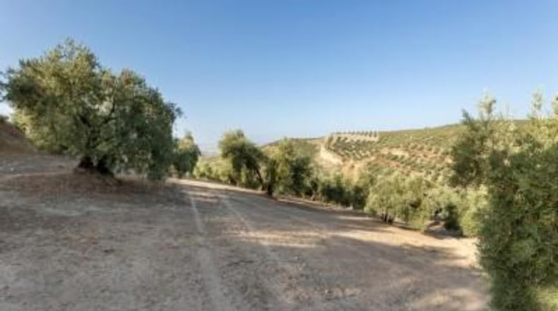 Granada - Alfacar - 10580m2