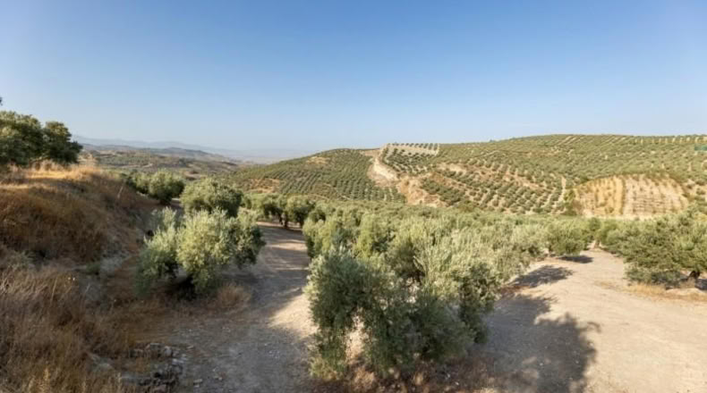Granada - Alfacar - 10580m2