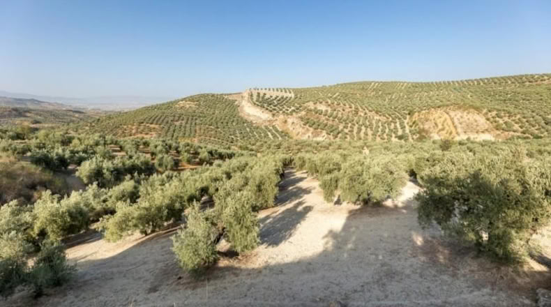 Granada - Alfacar - 10580m2
