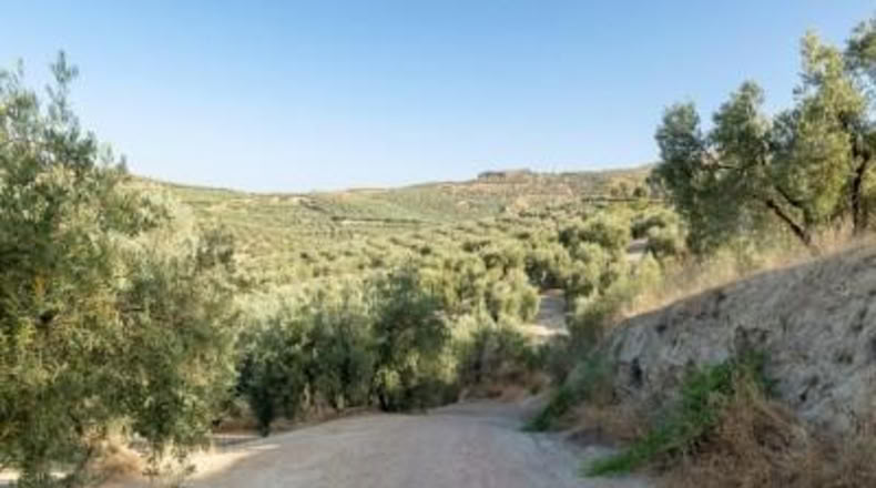 Granada - Alfacar - 10580m2
