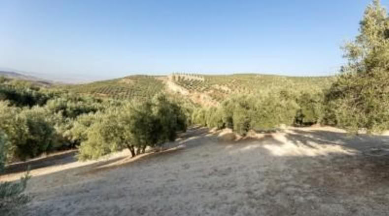 Granada - Alfacar - 10580m2