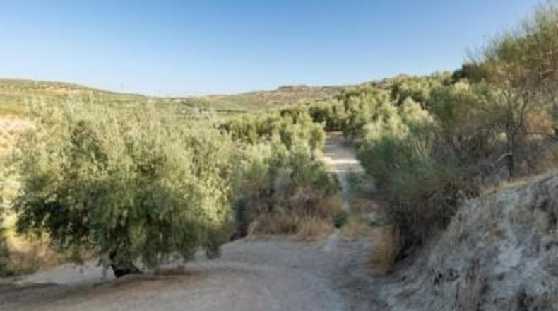 Granada - Alfacar - 10580m2
