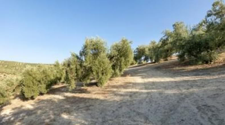 Granada - Alfacar - 10580m2