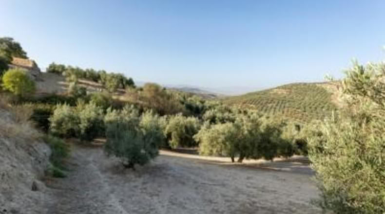Granada - Alfacar - 10580m2