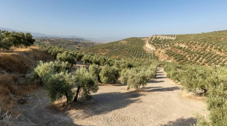 Granada - Alfacar - 10580m2