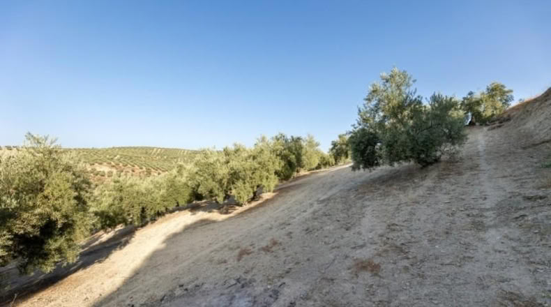 Granada - Alfacar - 10580m2