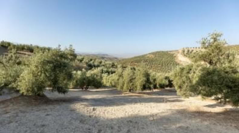 Granada - Alfacar - 10580m2