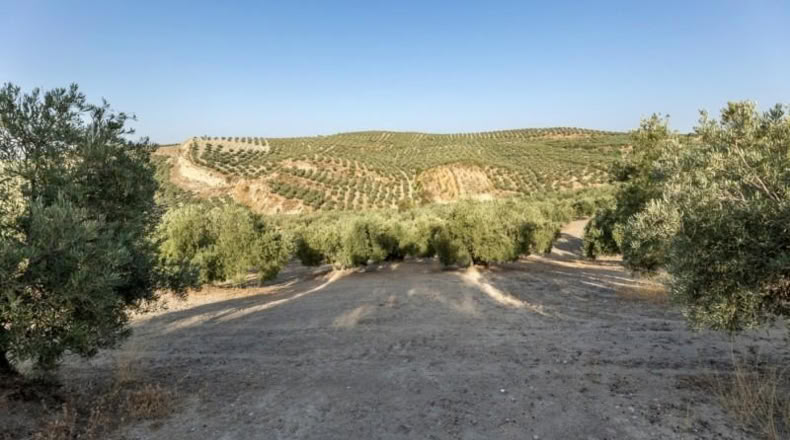 Granada - Alfacar - 10580m2