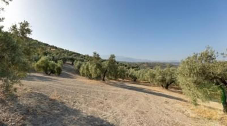 Granada - Alfacar - 10580m2