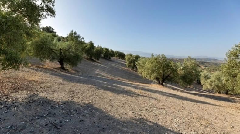 Granada - Alfacar - 10580m2