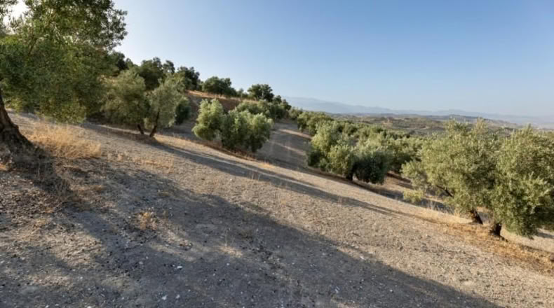 Granada - Alfacar - 10580m2