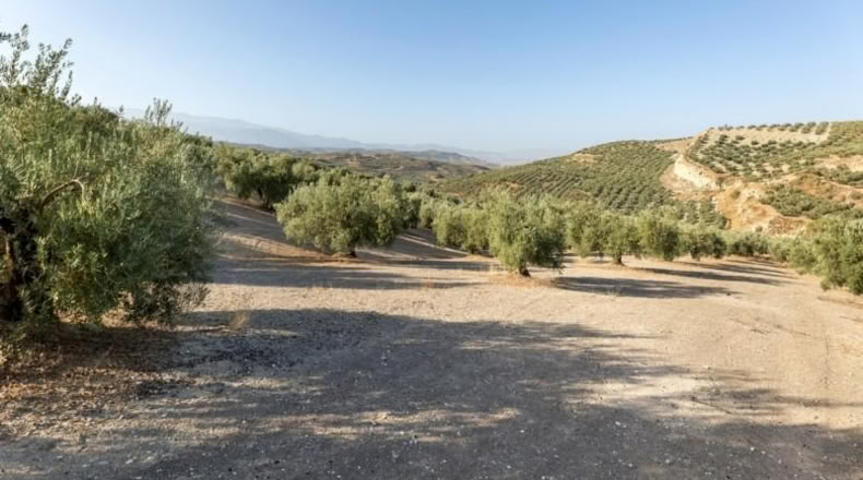 Granada - Alfacar - 10580m2