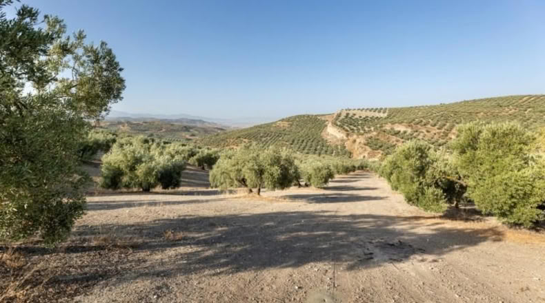 Granada - Alfacar - 10580m2