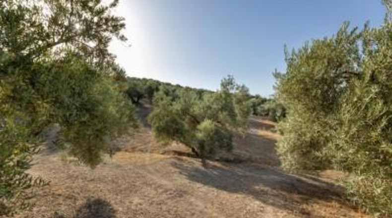 Granada - Alfacar - 10580m2