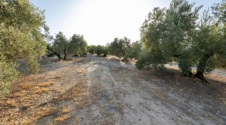 Granada - Alfacar - 10580m2