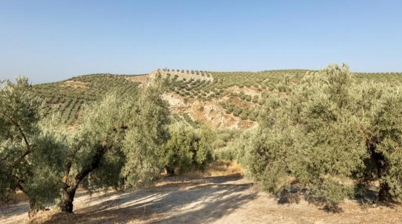 Granada - Alfacar - 10580m2