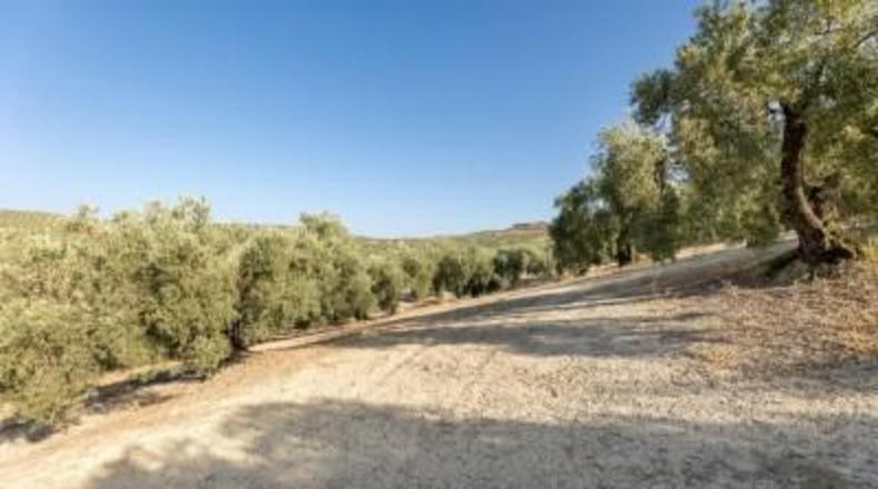 Granada - Alfacar - 10580m2