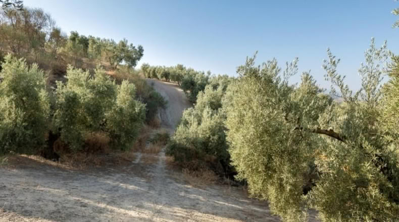 Granada - Alfacar - 10580m2