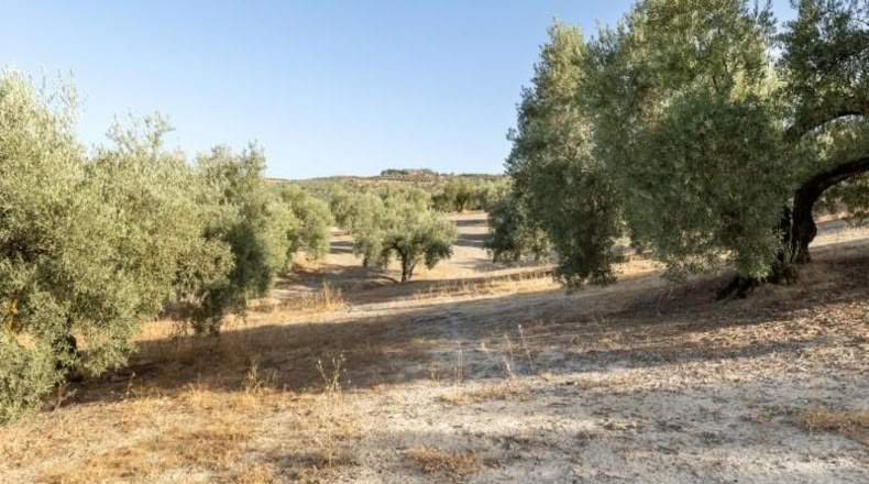 Granada - Alfacar - 10580m2