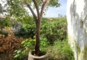 Casa de poble en venda a la España, Aldea del Cano, ref.: TR315290 foto