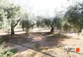 Terreny no urbanitzable en venda a la España, Santa Bàrbara, ref.: TR125058 foto