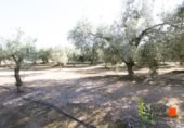 Terreny no urbanitzable en venda a la España, Santa Bàrbara, ref.: TR125058 foto