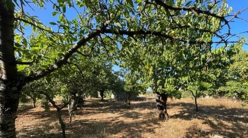 Leon - Camponaraya - 3000m2