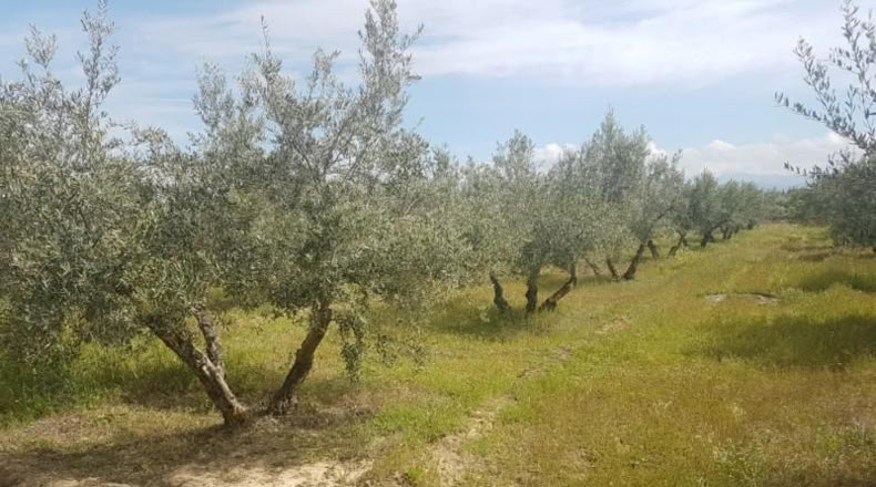 Astúries - Los Llanos - 2061m2