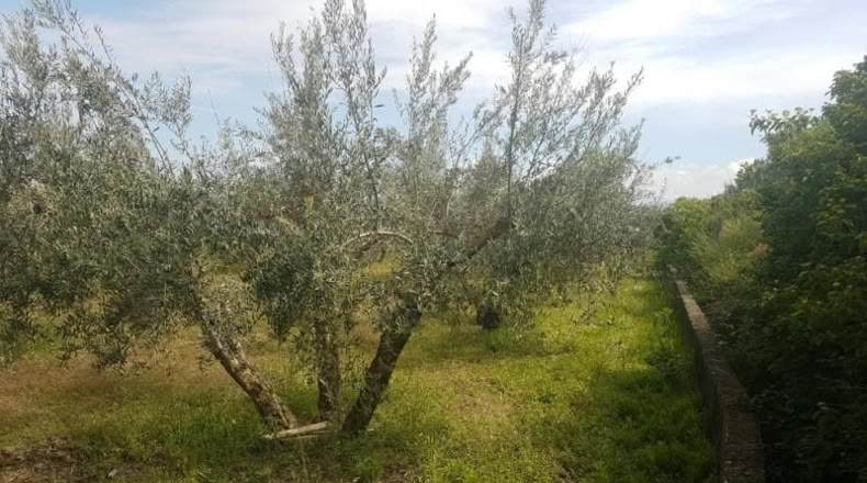 Astúries - Los Llanos - 2061m2