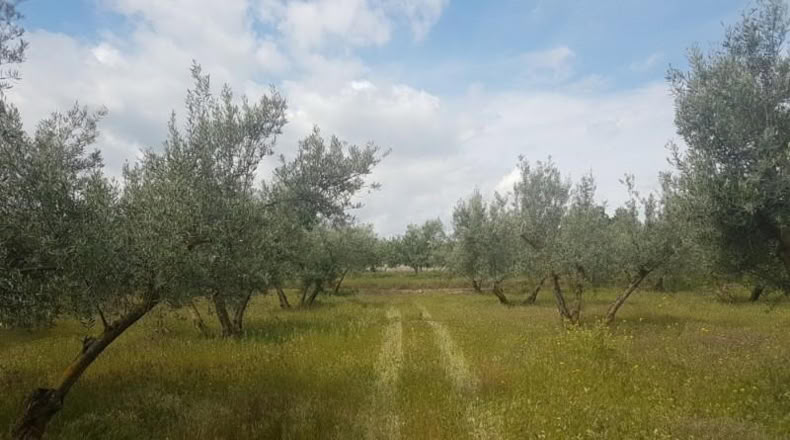 Astúries - Los Llanos - 2061m2