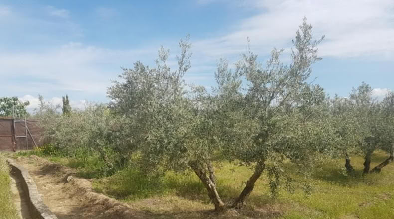 Astúries - Los Llanos - 2061m2