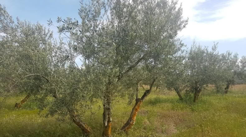 Astúries - Los Llanos - 2061m2