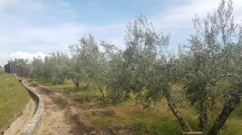 Astúries - Los Llanos - 2061m2