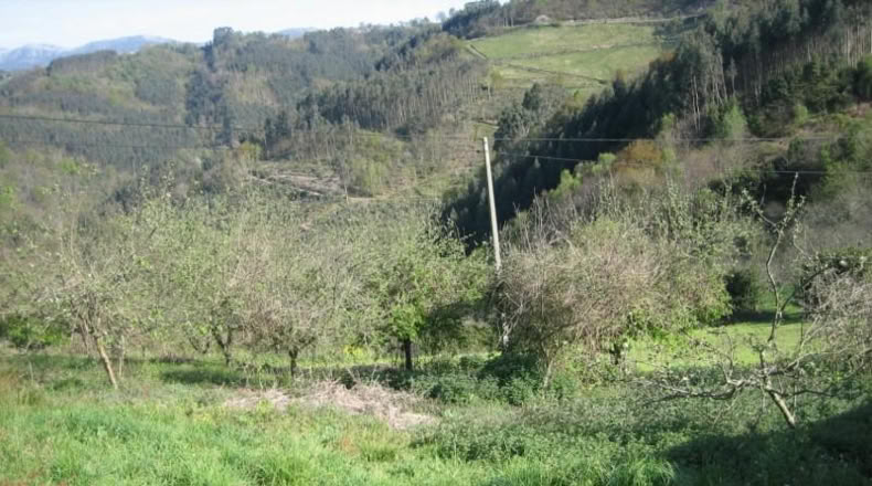Asturias - Villaviciosa - 15000m2