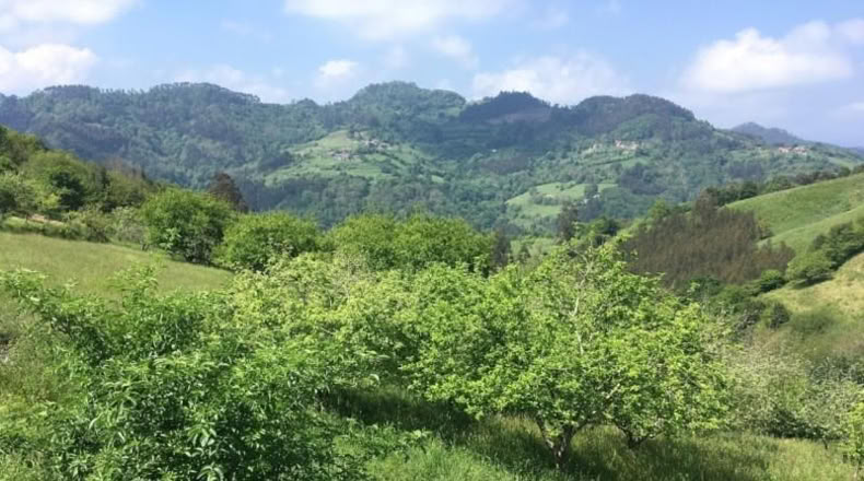 Asturias - Villaviciosa - 15000m2
