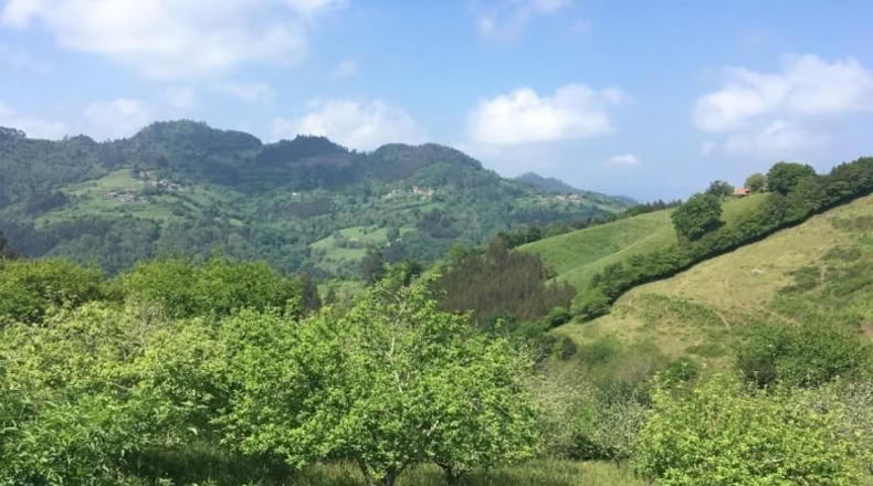 Asturias - Villaviciosa - 15000m2