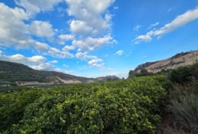Foto 9
