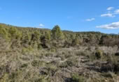 Detached villa with land for sale on España, Arens de Lledó, ref: TR337479 photo
