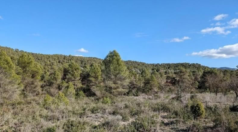 Teruel - Arens de Lledó - 14487m2