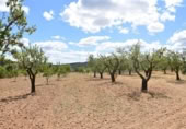 Xalet independent amb terreny en venda a la España, Arenys de Lledó, ref.: TR311454 foto