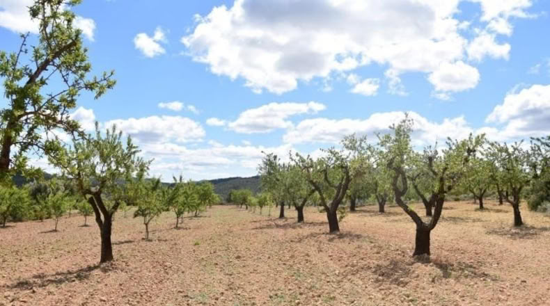 Teruel - Arens de Lledó - 11331m2